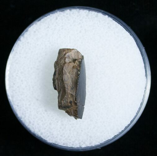 T-Rex Tooth Fragment - Montana #6957